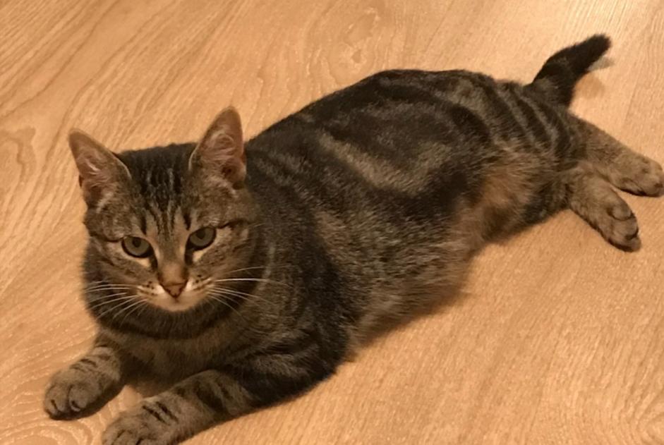 Vermisstmeldung Katze  Weiblich , 9 jahre Marguestau Frankreich