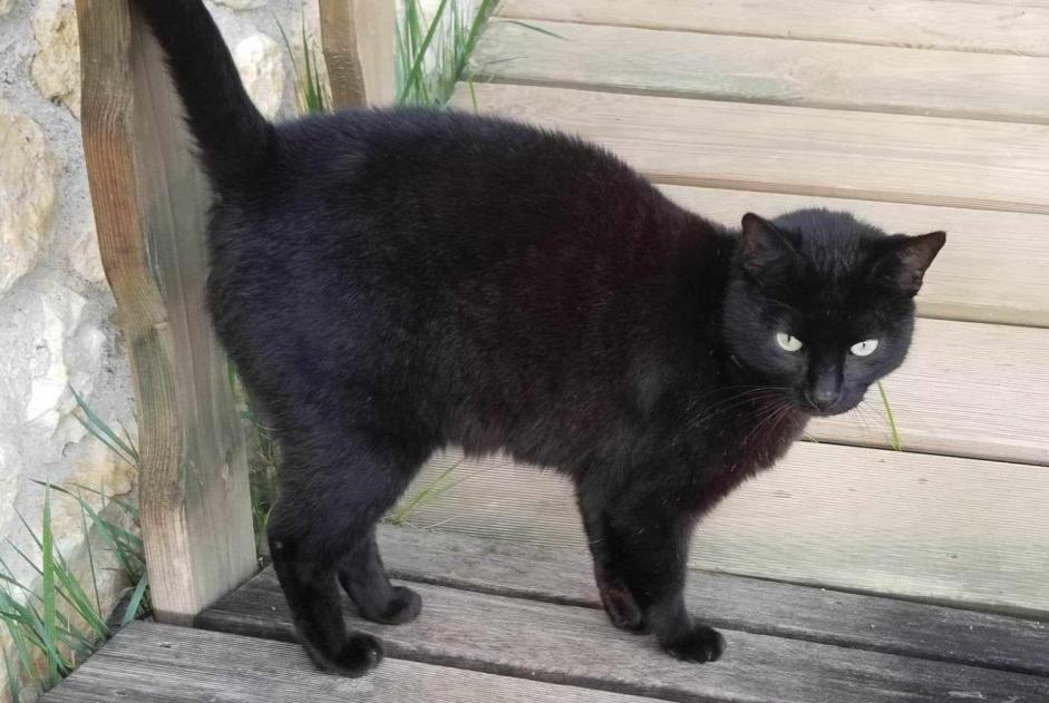 Vermisstmeldung Katze rassenmischung  Männliche , 5 jahre Lamazère Frankreich