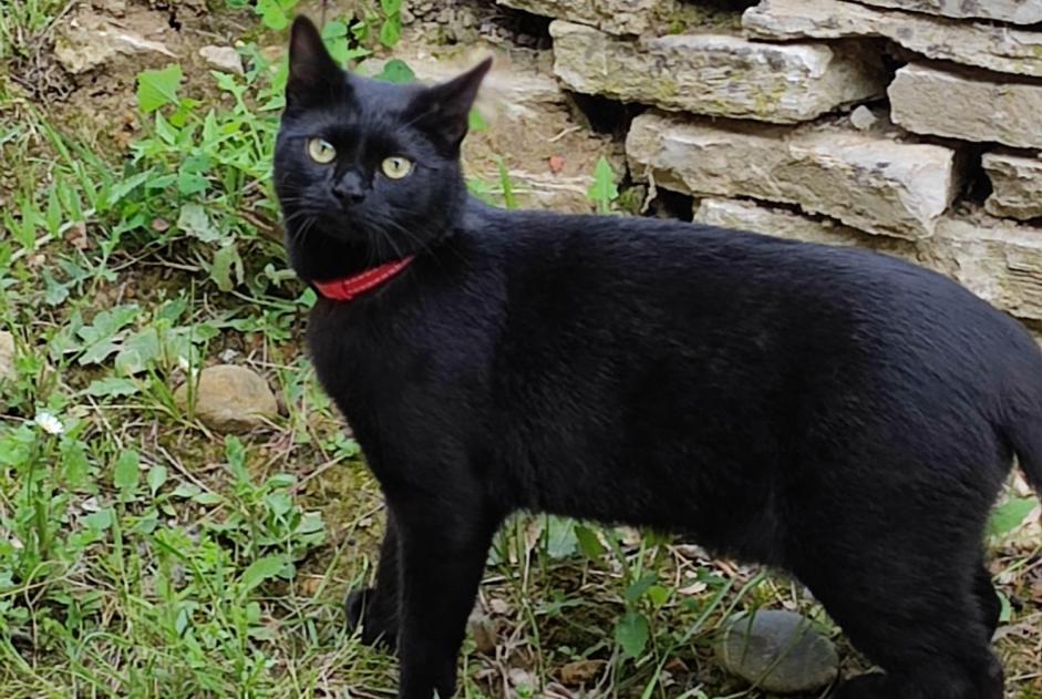 Vermisstmeldung Katze Männliche , 1 jahre Sorbets Frankreich