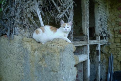 Disappearance alert Cat Male , 6 years Marciac France