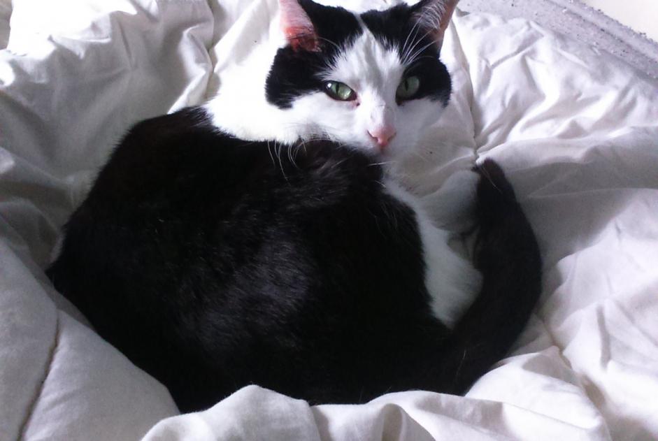 Disappearance alert Cat  Female , 10 years Montaut-les-Créneaux France