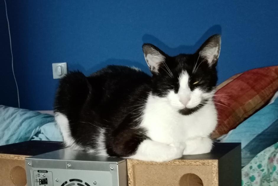 Disappearance alert Cat Female , 3 years Monclar-sur-Losse France Disappearance alert Cat Female , 3 years Monclar-sur-Losse France