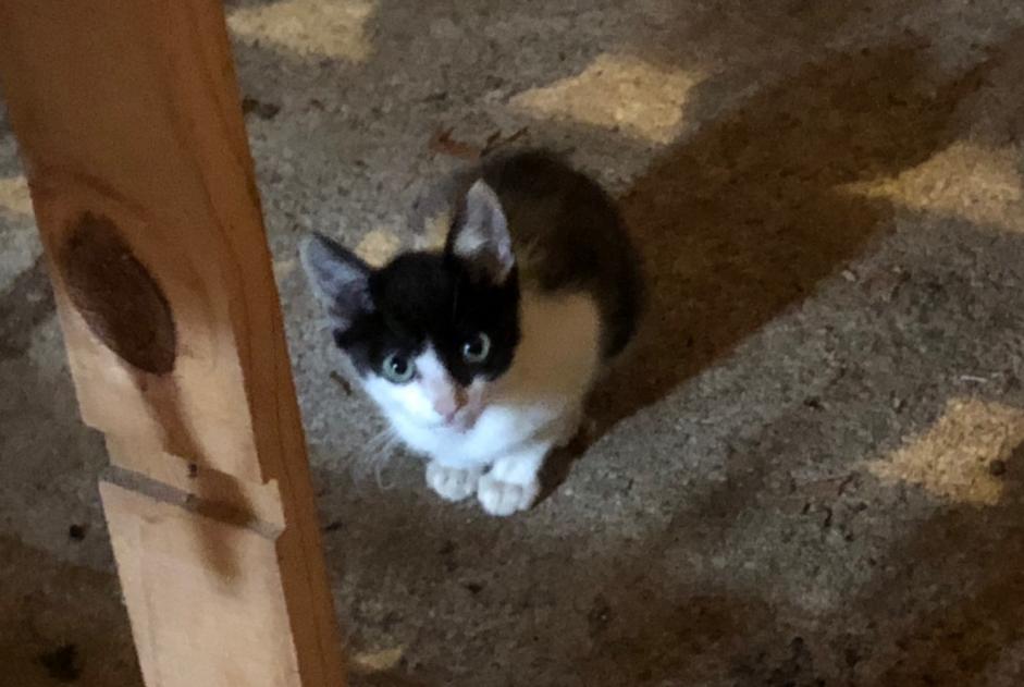 Discovery alert Cat Unknown Sainte-Aurence-Cazaux France Discovery alert Cat Unknown Sainte-Aurence-Cazaux France