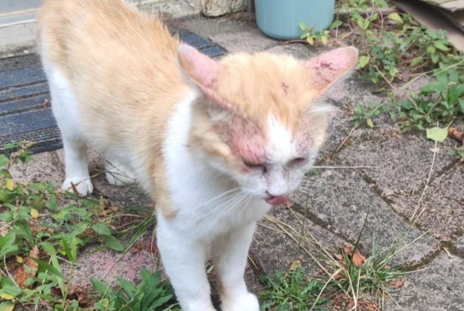 Discovery alert Cat Male L'Isle-Jourdain France Discovery alert Cat Male L'Isle-Jourdain France