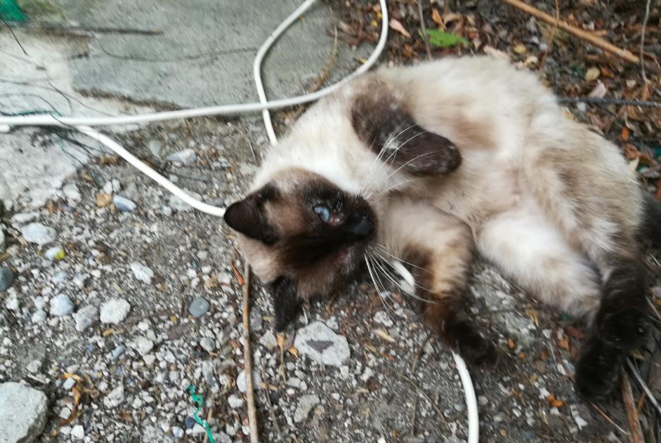 Disappearance alert Cat miscegenation Female , 5 years Simorre France Disappearance alert Cat miscegenation Female , 5 years Simorre France