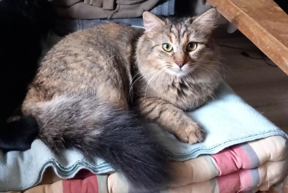 Disappearance alert Cat miscegenation  Female , 2 years L'Isle-Jourdain France