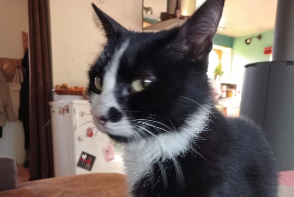 Discovery alert Cat Male Jû-Belloc France