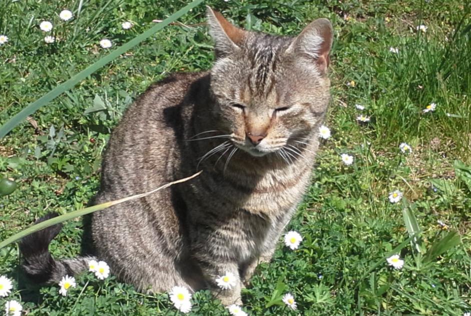 Disappearance alert Cat Male , 14 years Auch France