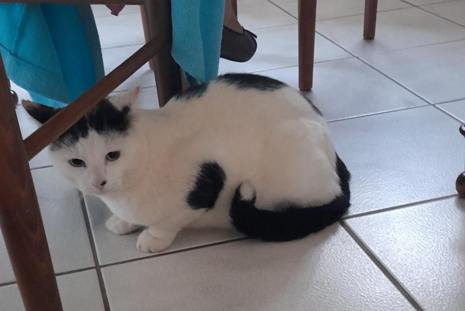 Discovery alert Cat Male Auch France