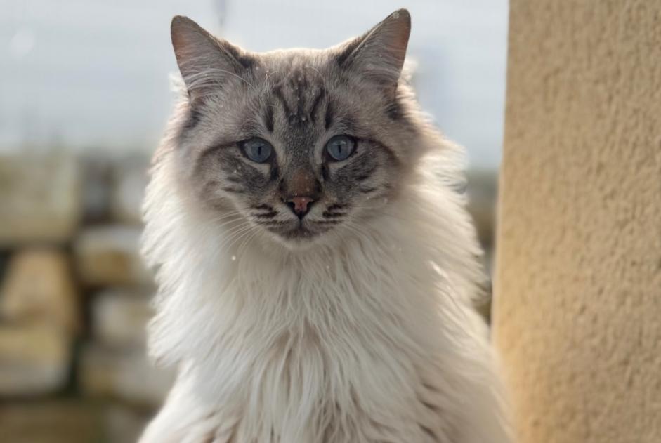 Disappearance alert Cat Male , 1 years Lias France