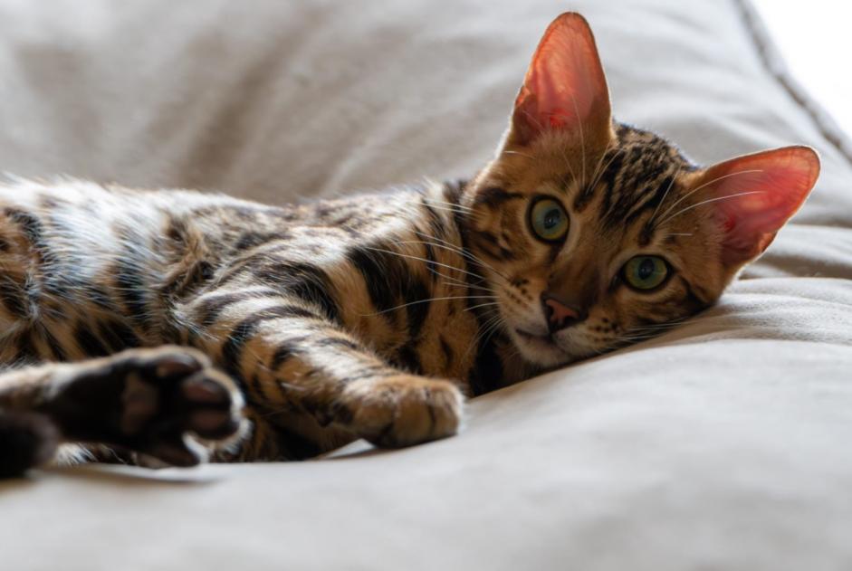 Disappearance alert Cat  Male , 2 years Sabazan France