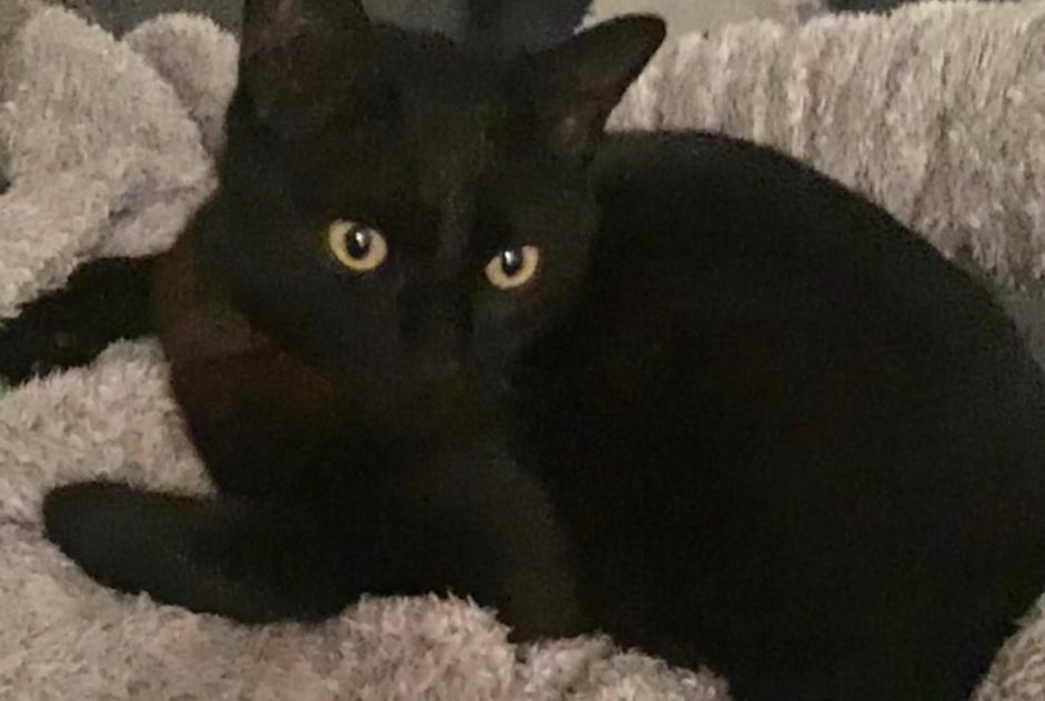 Alerta de Desaparición Gato Macho , 5 años Mont-d'Astarac Francia