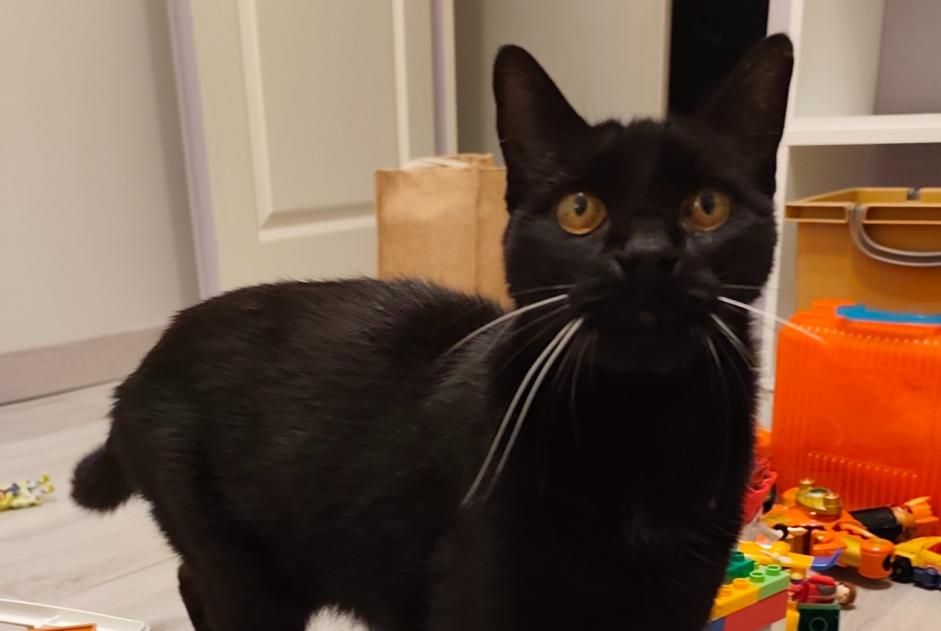 Alerta de Desaparición Gato Hembra , 13 años L'Isle-Jourdain Francia