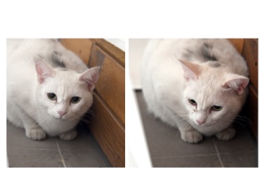 Alerta de Hallazgo Gato Desconocido , 3 años Mirande Francia Alerta de Hallazgo Gato Desconocido , 3 años Mirande Francia