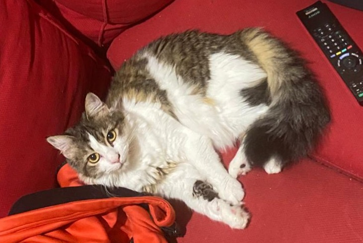 Alerte Disparition Chat Femelle , 5 ans Preignan France