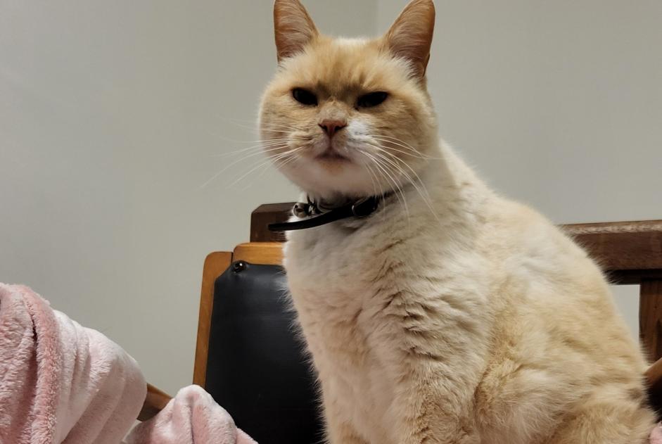 Alerte Disparition Chat Mâle , 7 ans Miélan France