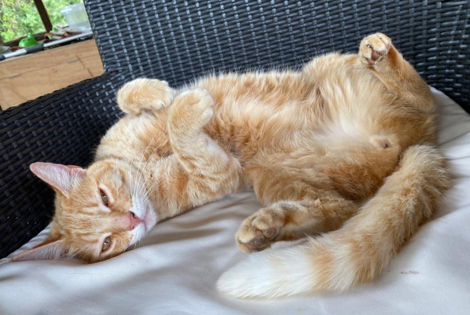 Alerte Découverte Chat Femelle Ayzieu France