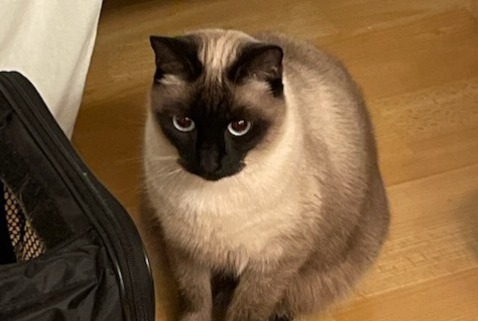Alerte Disparition Chat Femelle , 3 ans Aubiet France Alerte Disparition Chat Femelle , 3 ans Aubiet France