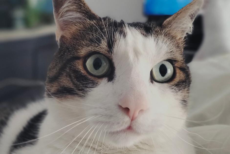 Alerte Disparition Chat Mâle , 8 ans Cazaubon France