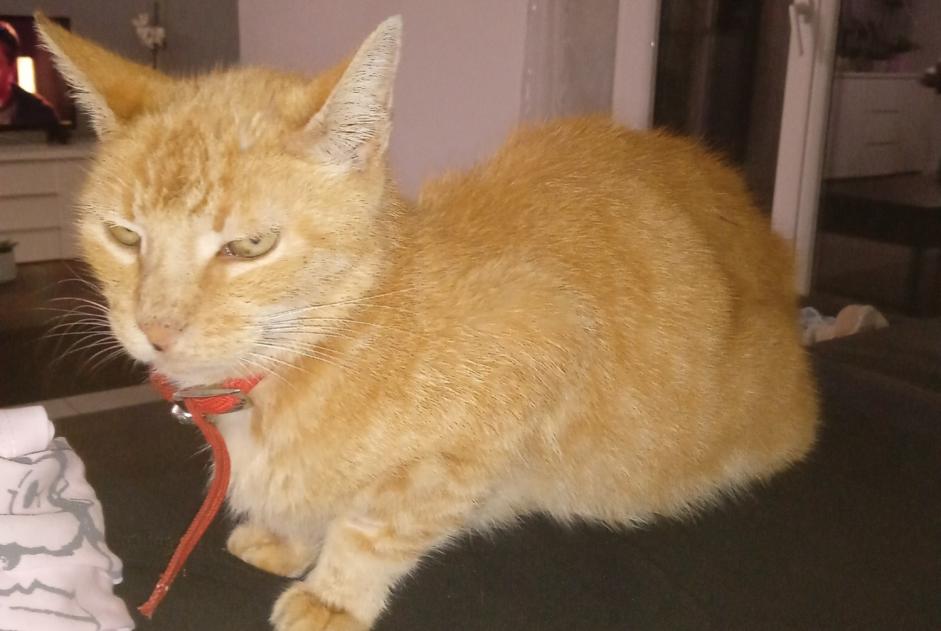 Alerte Découverte Chat Mâle Lombez France