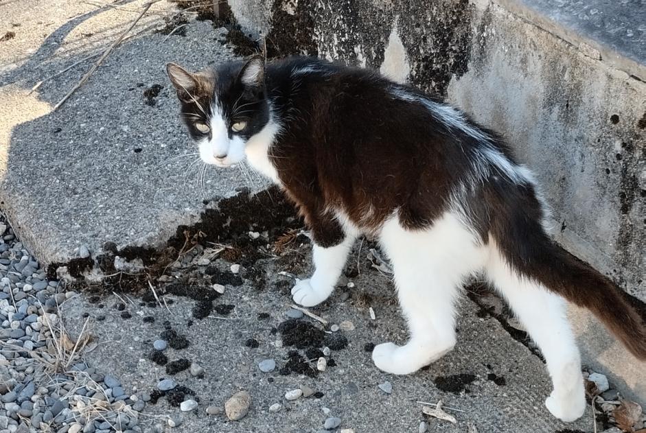 Alerte Découverte Chat Mâle Masseube France