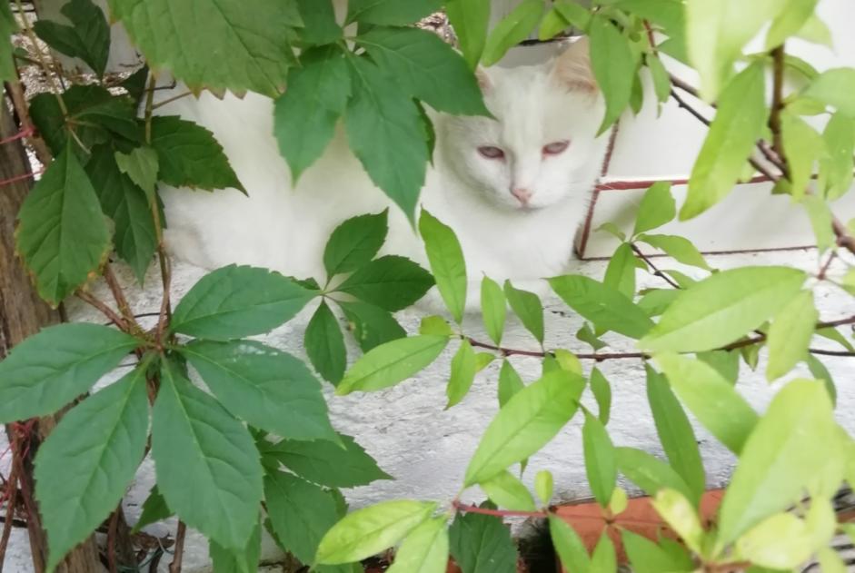 Alerte Disparition Chat croisement Femelle , 4 ans Bassoues France Alerte Disparition Chat croisement Femelle , 4 ans Bassoues France