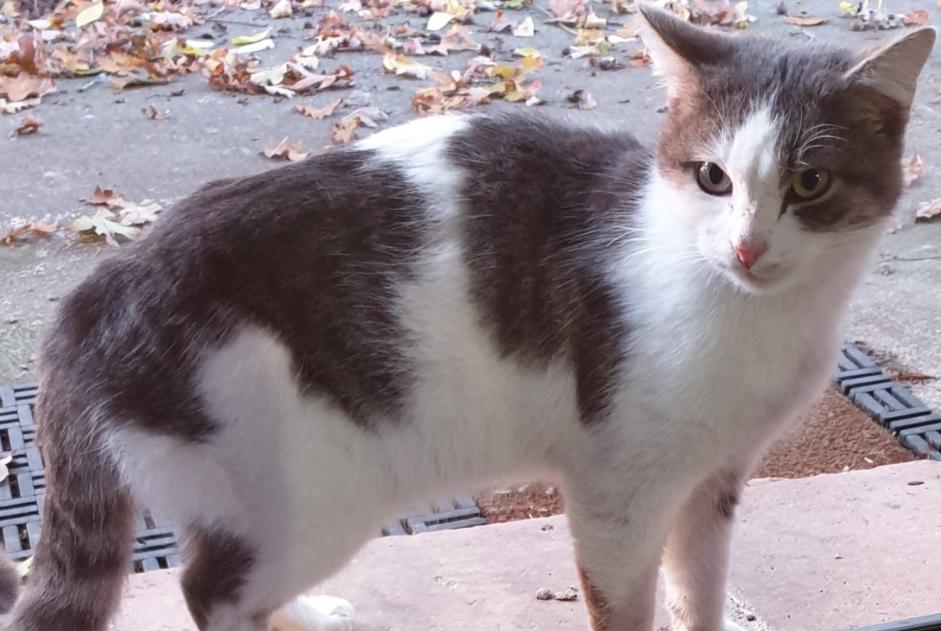 Avviso Ritrovamento Gatto Maschio Auradé Francia