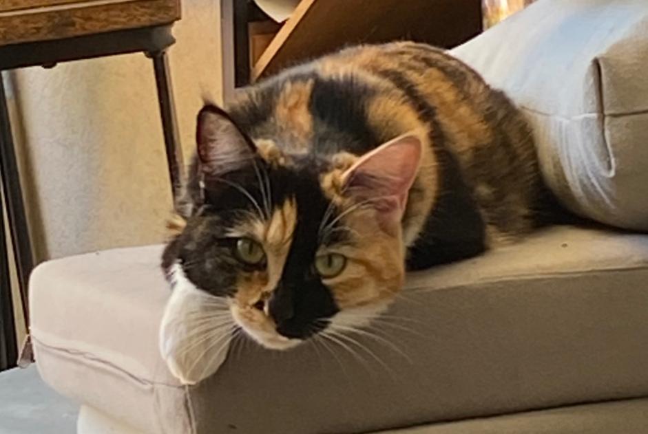 Avviso scomparsa Gatto Femmina , 1 anni Auch Francia