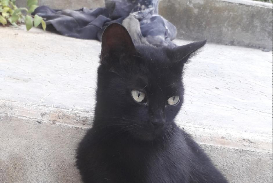 Alerta descoberta Gato Fêmea Labastide-Savès France