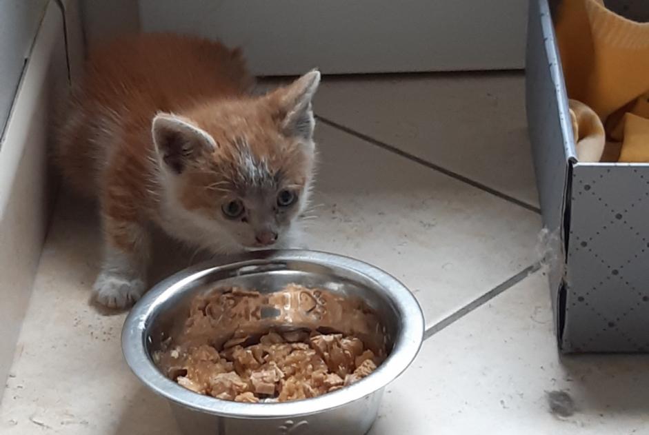 Alerta descoberta Gato Macho Auch France