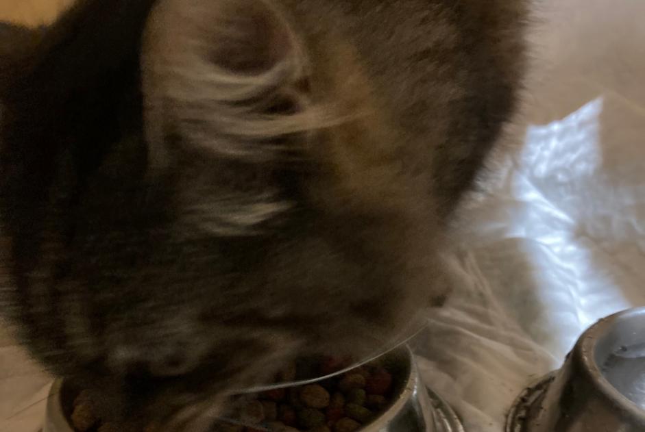 Alerta descoberta Gato Fêmea Saint-Mont France