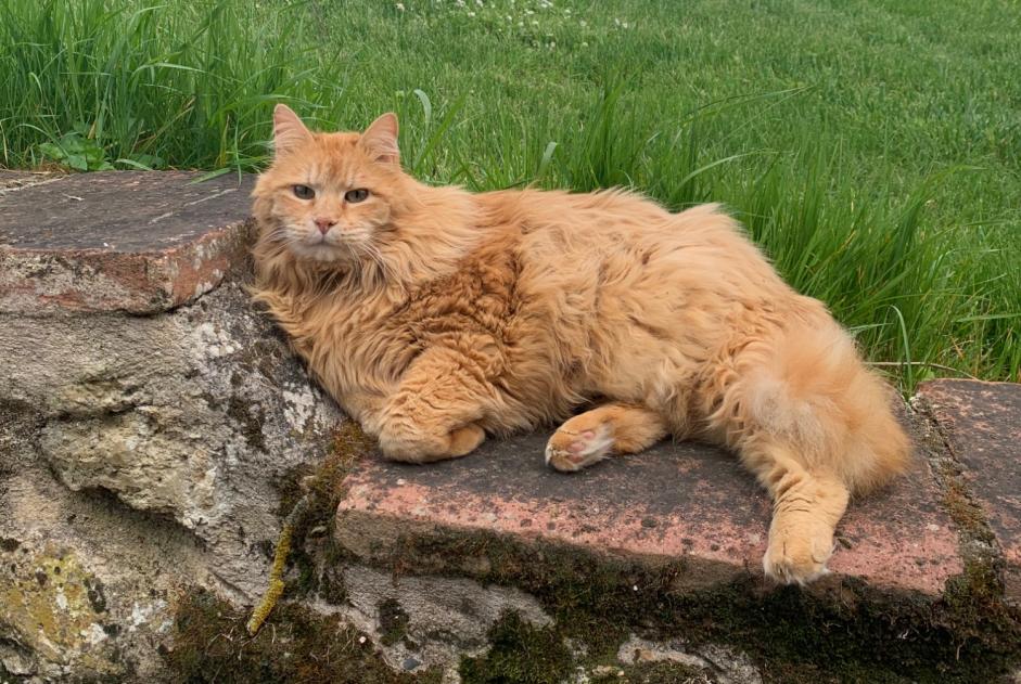 Alerta desaparecimento Gato Macho , 14 anos Auradé France