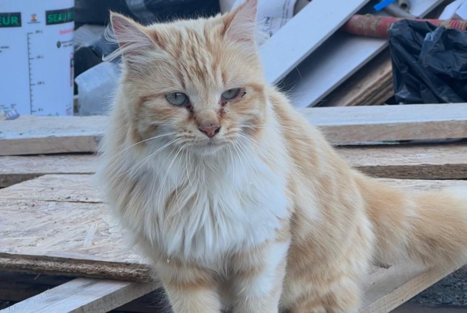 Alerta descoberta Gato Fêmea Ségoufielle France