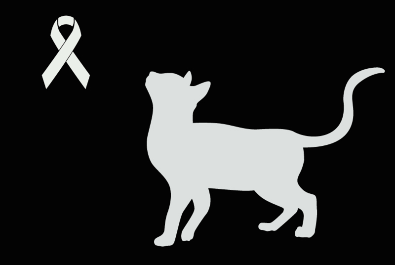 Alerte Découverte Chat Inconnu , Entre 9 et 12 mois Lahas France