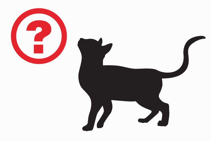 Avviso Ritrovamento Gatto Maschio Auch Francia